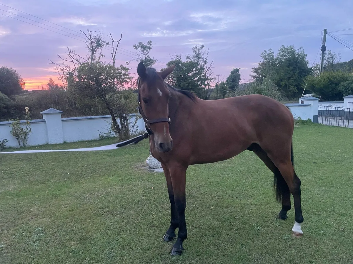 3 year gelding for sale - Image 4