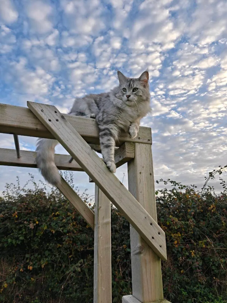 Mainecoon - Image 2