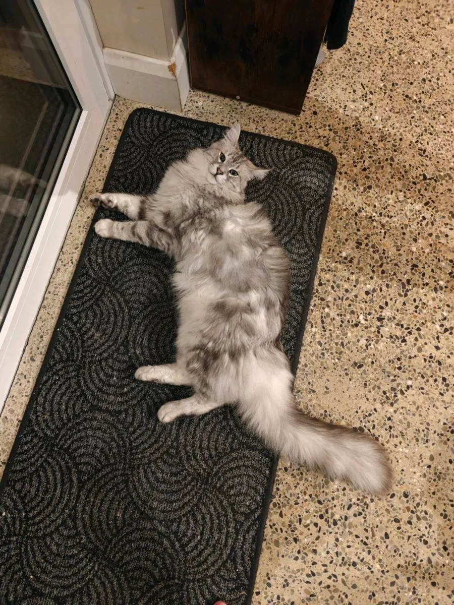 Mainecoon - Image 1