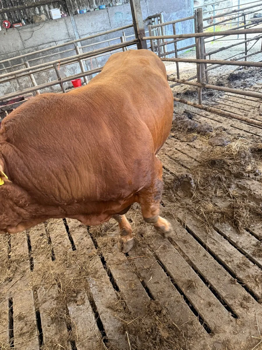 Bull - Image 2