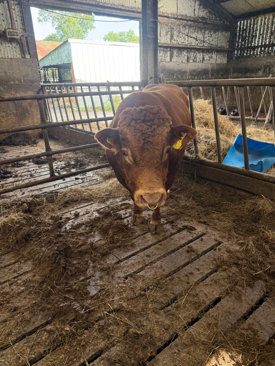 Bull - Image 3
