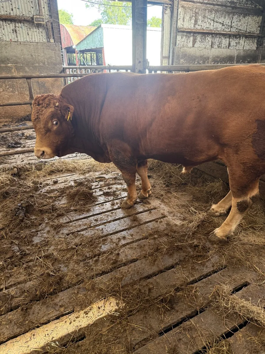 Bull - Image 4