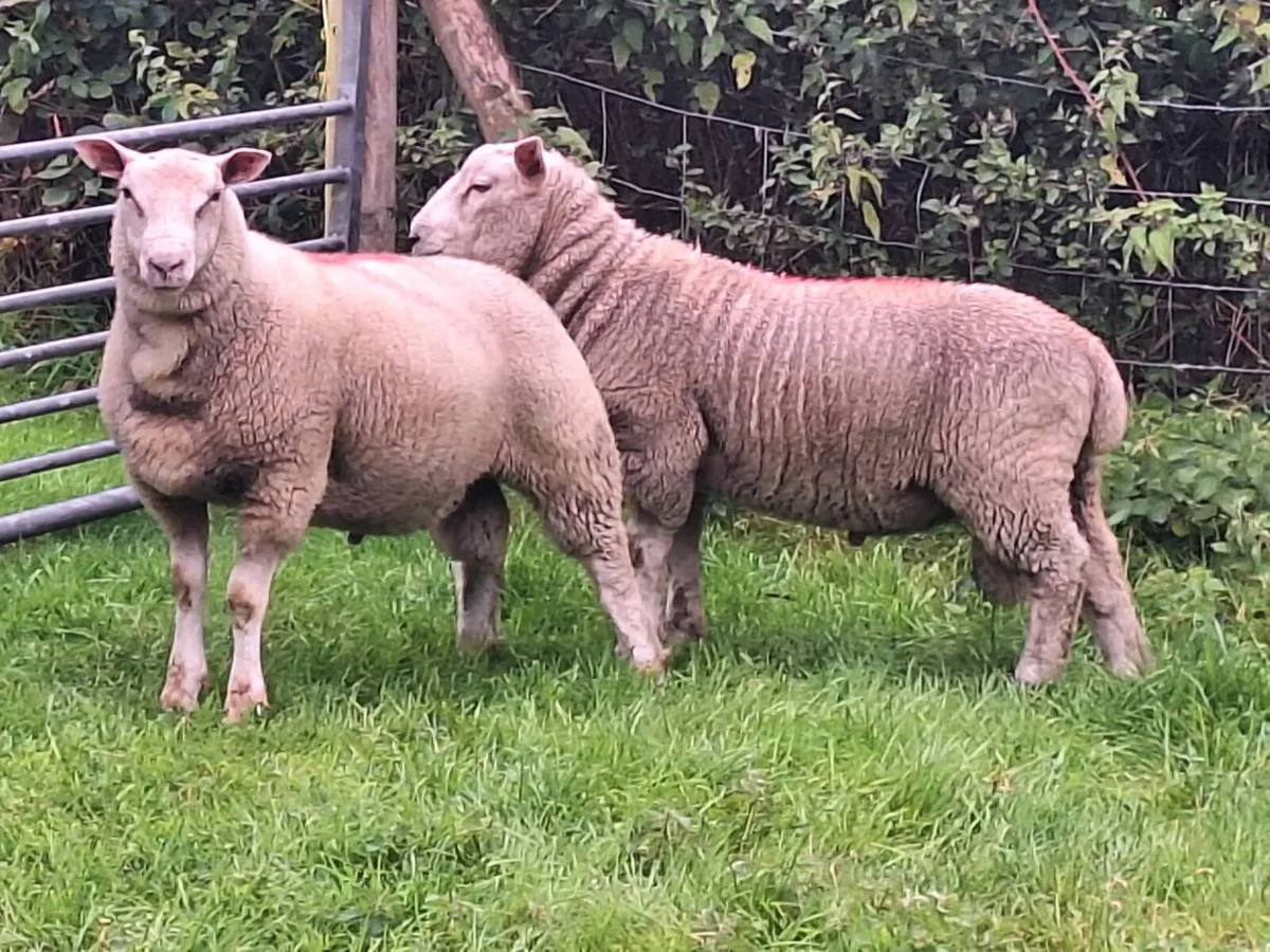 Charollais x breeding ram lambs - Image 2