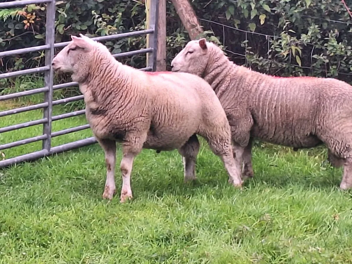 Charollais x breeding ram lambs - Image 1