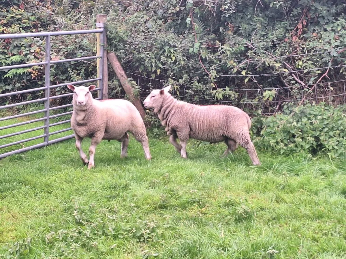 Charollais x breeding ram lambs - Image 3