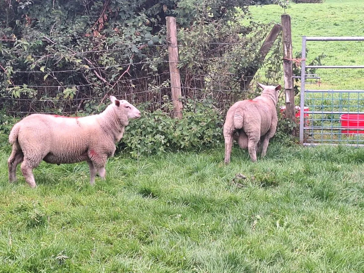 Charollais x breeding ram lambs - Image 4