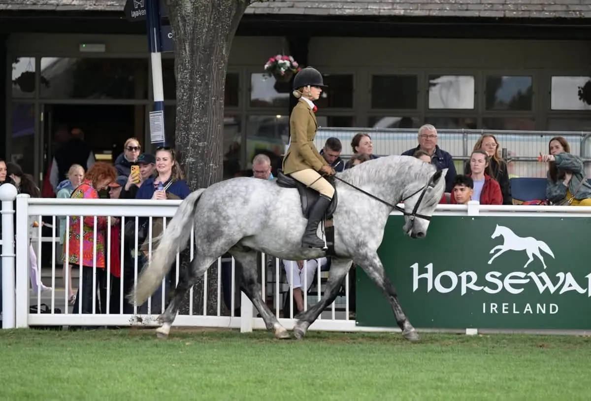 Top Class 4yo Ridden Connemara Pony/ Potential WHP - Image 1