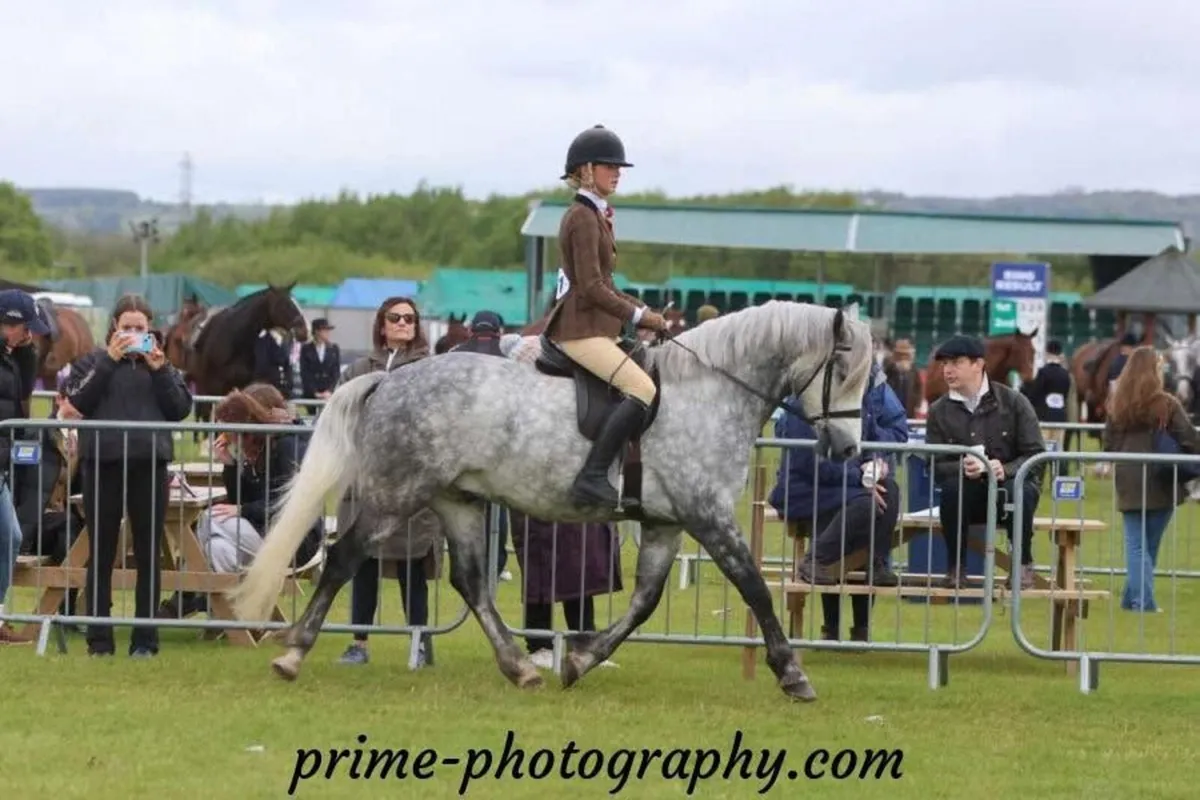 Top Class 4yo Ridden Connemara Pony/ Potential WHP - Image 2