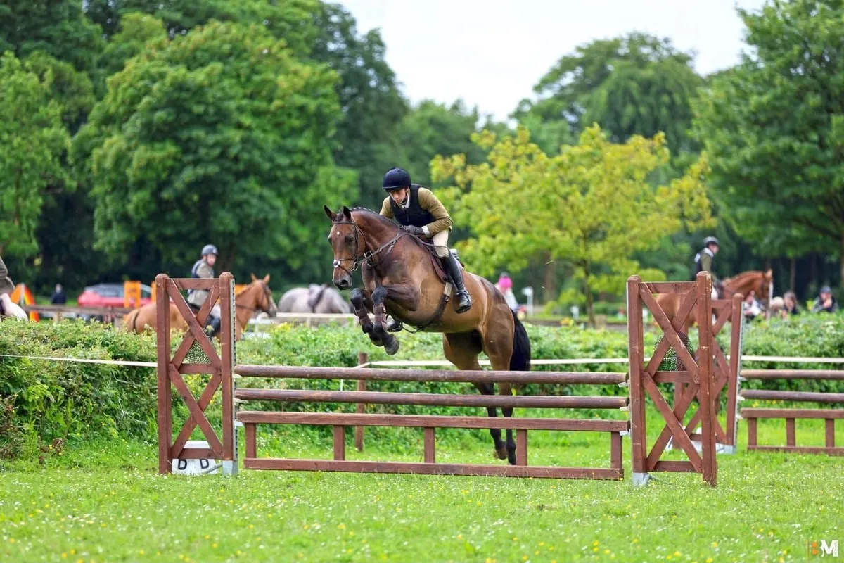 Top-Class Working Hunter / Eventer / Showjumper - Image 1