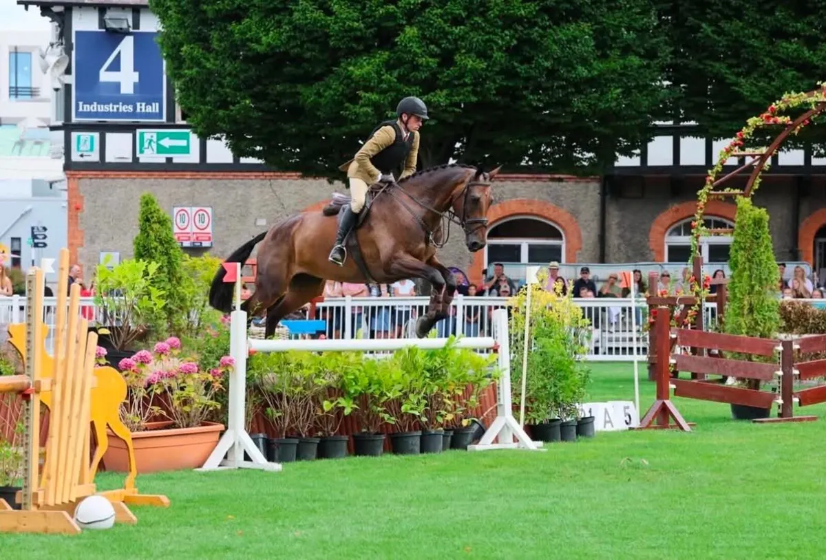 Top-Class Working Hunter / Eventer / Showjumper - Image 3