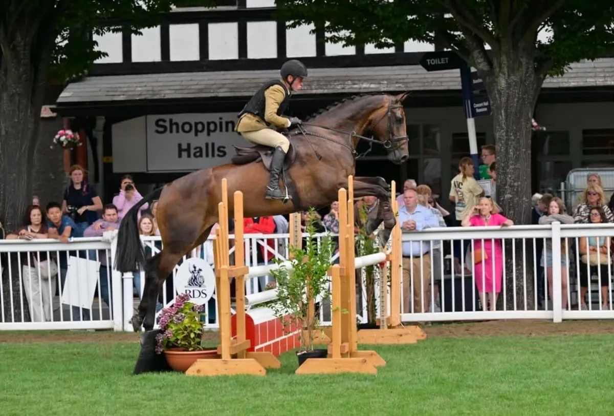 Top-Class Working Hunter / Eventer / Showjumper - Image 4