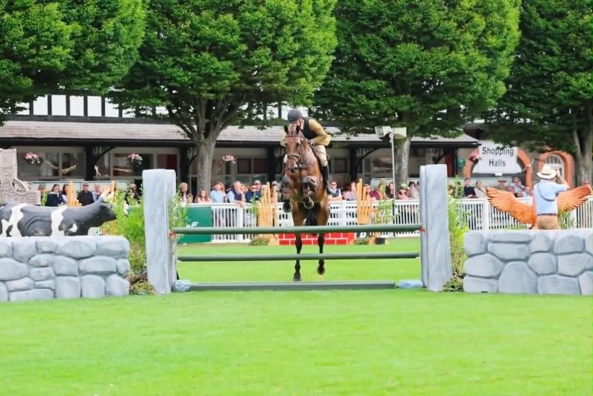 Top-Class Working Hunter / Eventer / Showjumper - Image 2