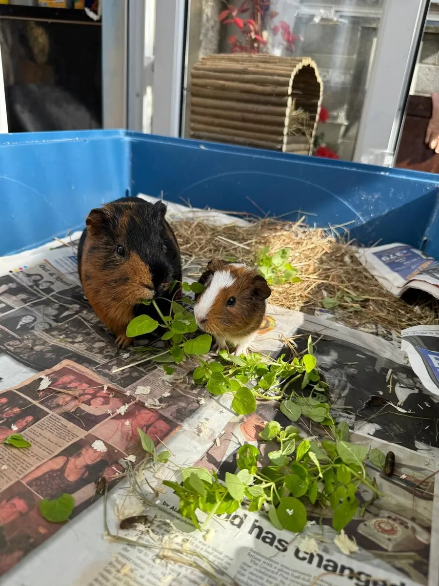 Guinea Pigs in Limerick City - Image 2