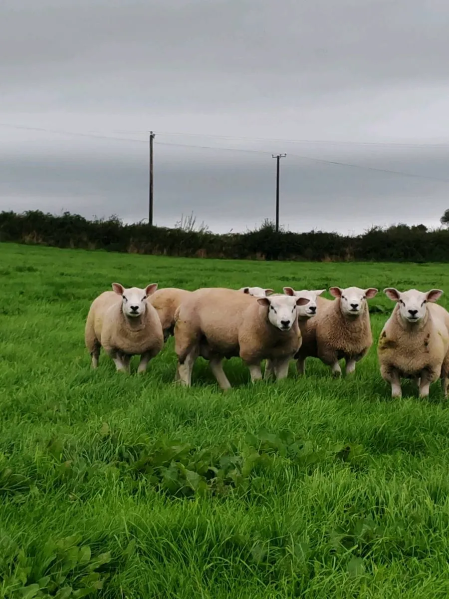 Texel Rams - Image 1