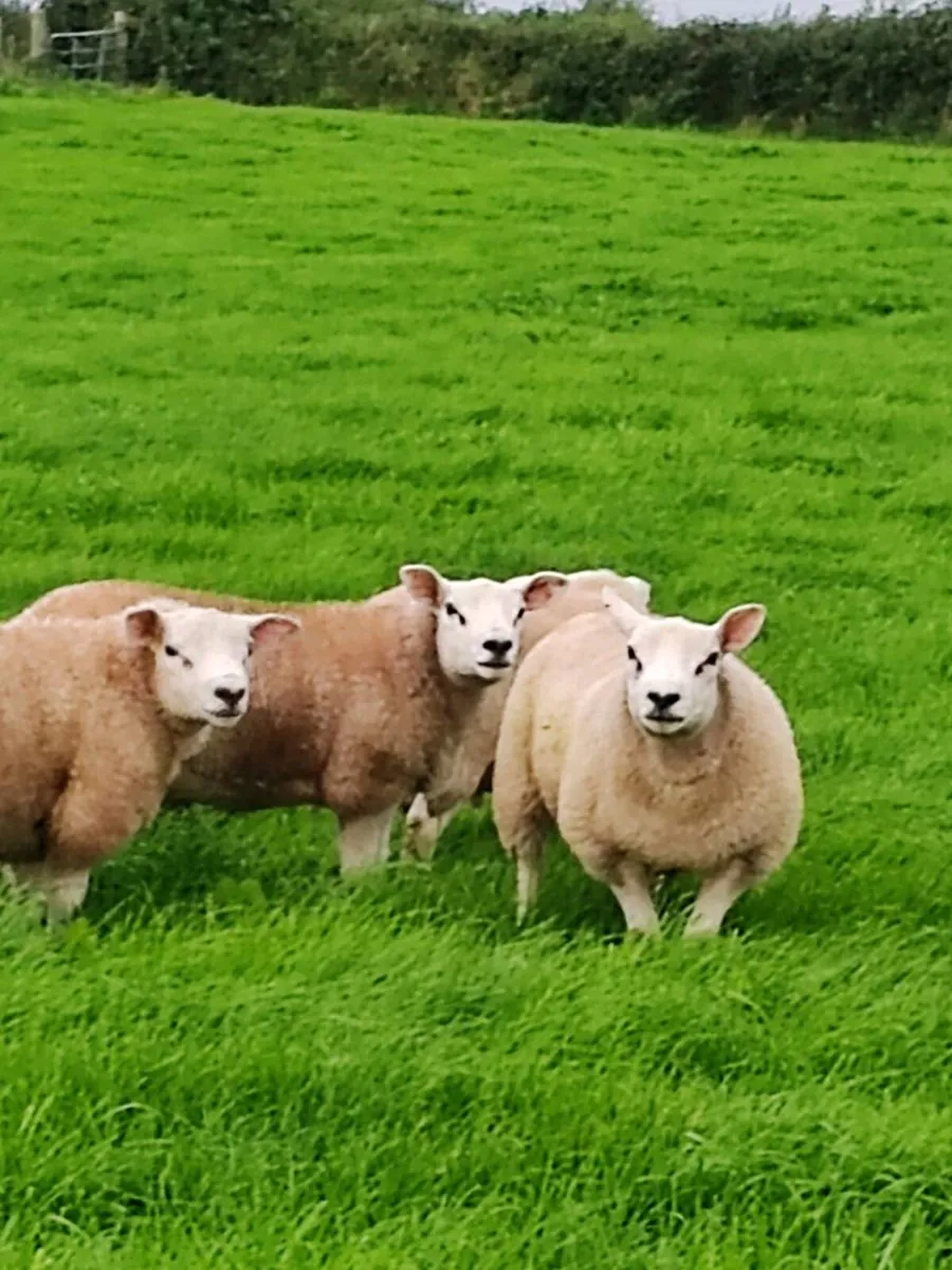Texel Rams - Image 3