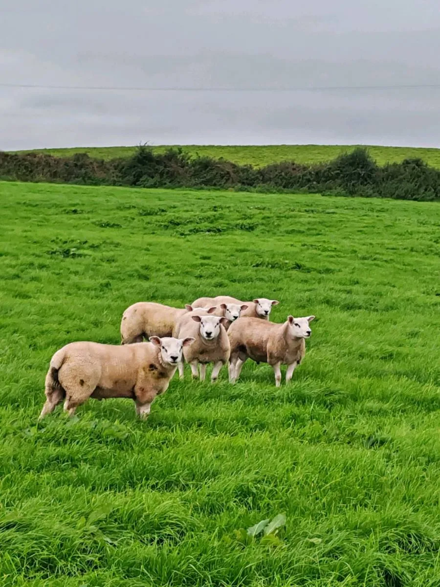 Texel Rams - Image 2