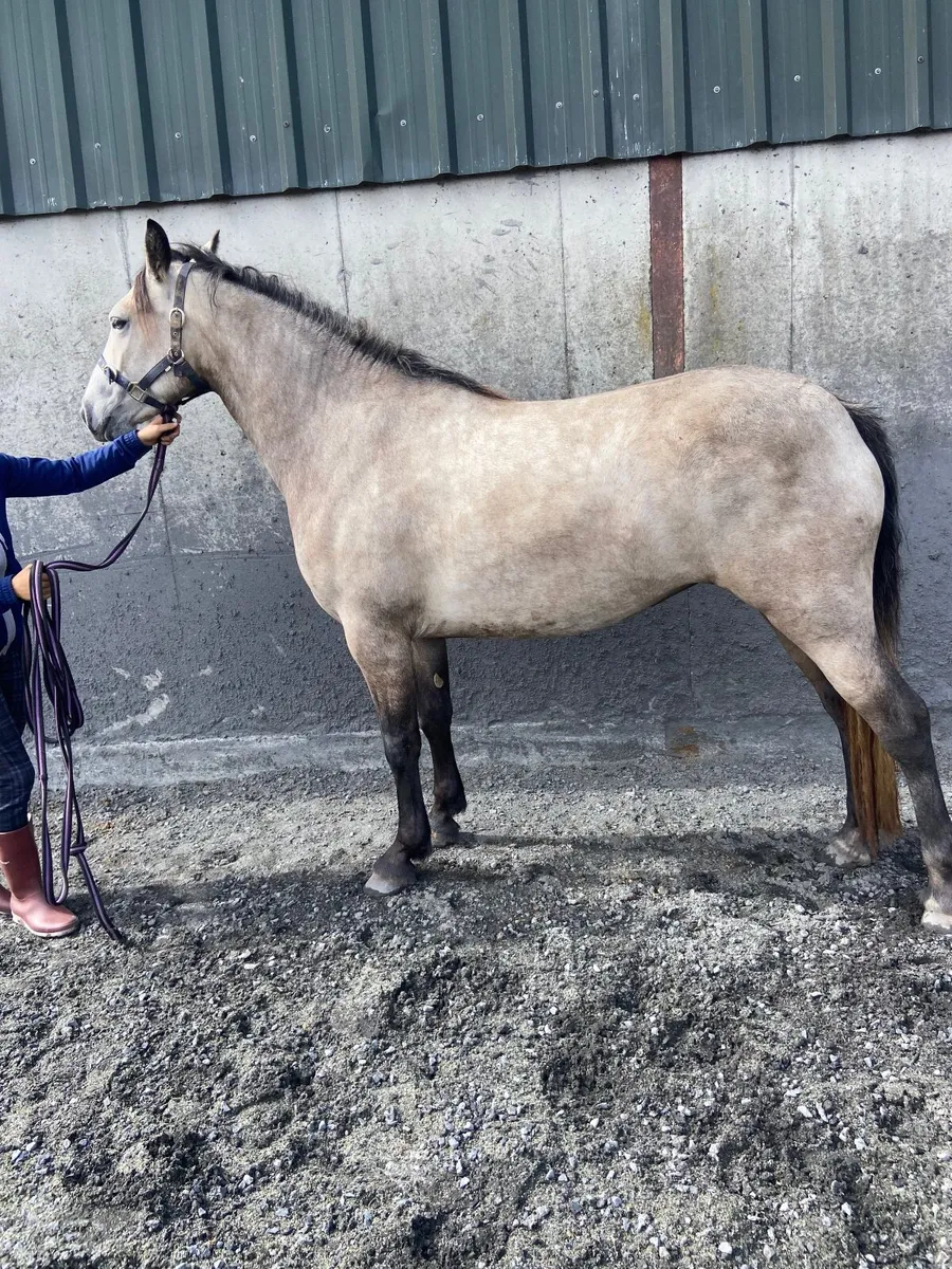 3 year old Connemara Filly - Image 2