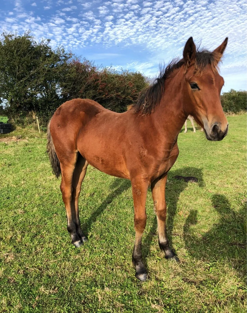 Connemara Foals - Image 2