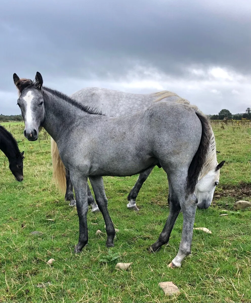 Connemara Foals - Image 3