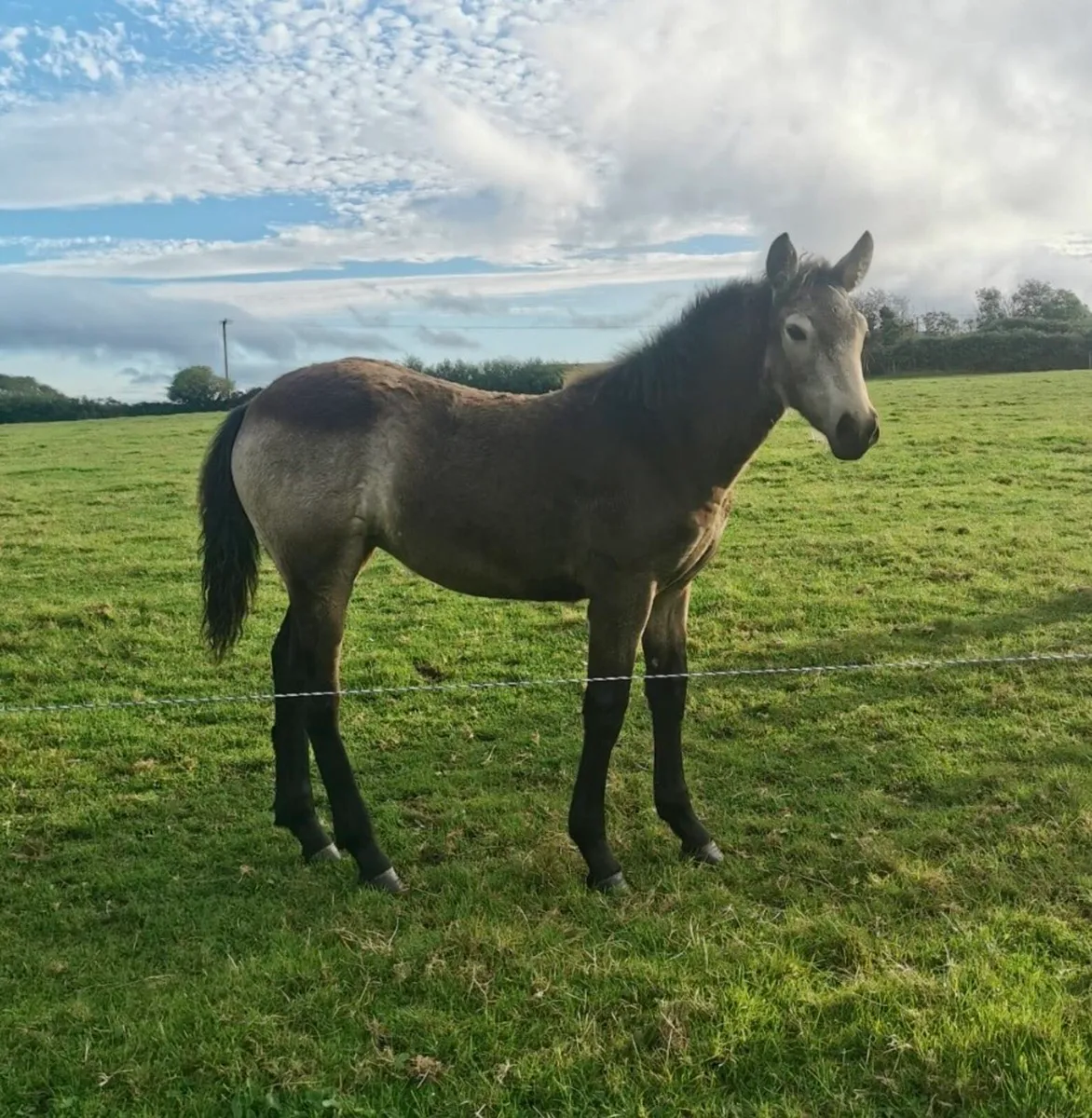 Connemara Foals - Image 1