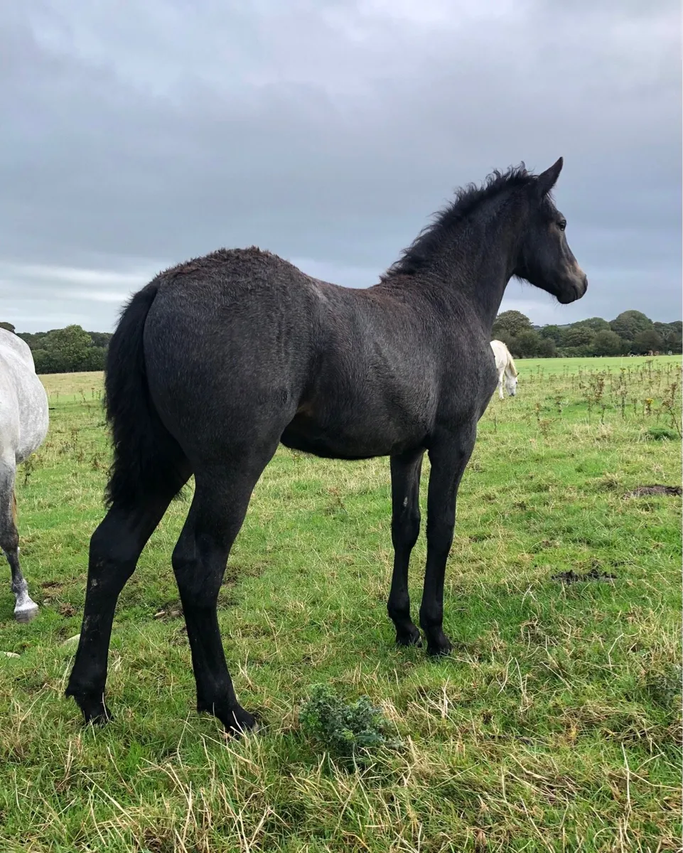 Connemara Foals - Image 4