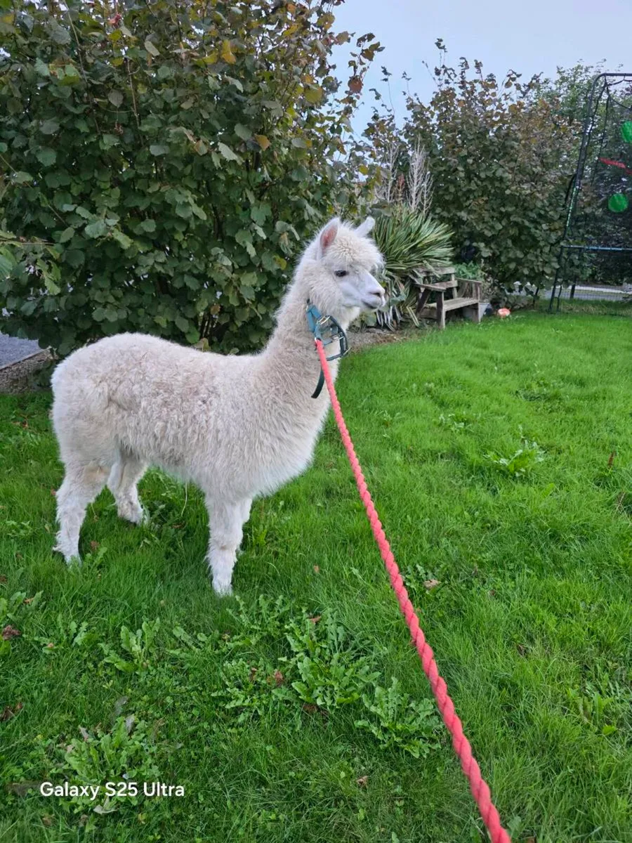 Alpaca - Image 1