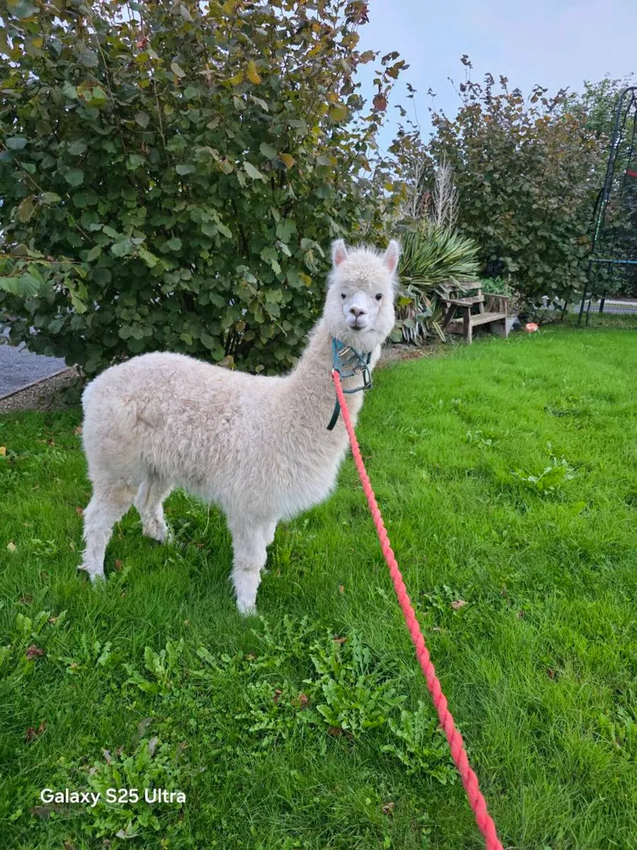 Alpaca - Image 3
