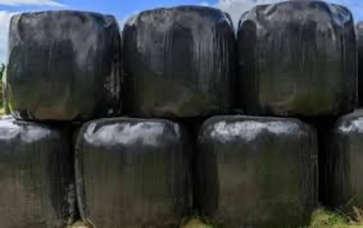 Meadow/ silage
