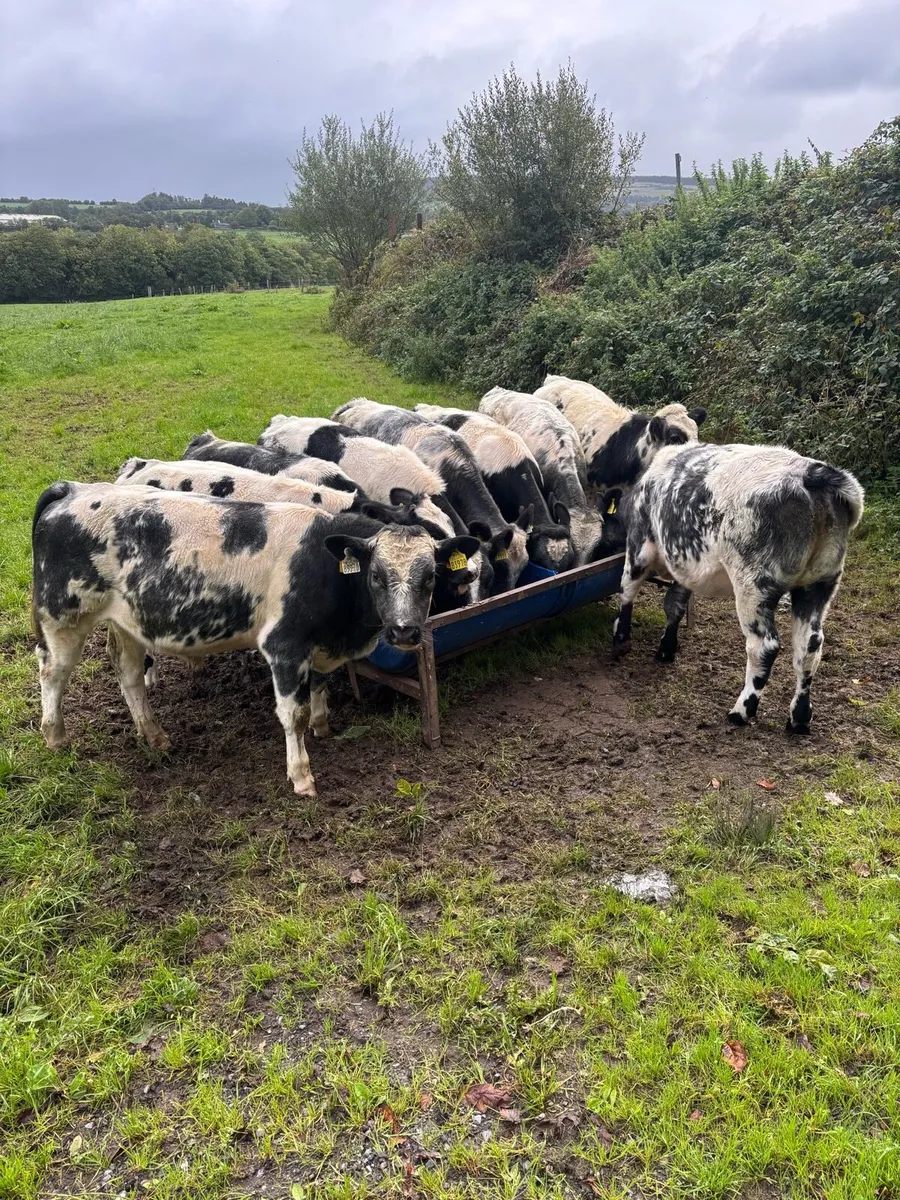 Belgian blue weanlings - Image 1