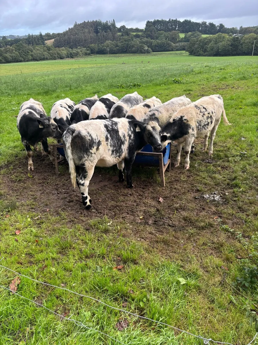 Belgian blue weanlings - Image 2