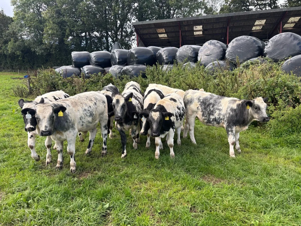 Belgian blue weanlings - Image 3