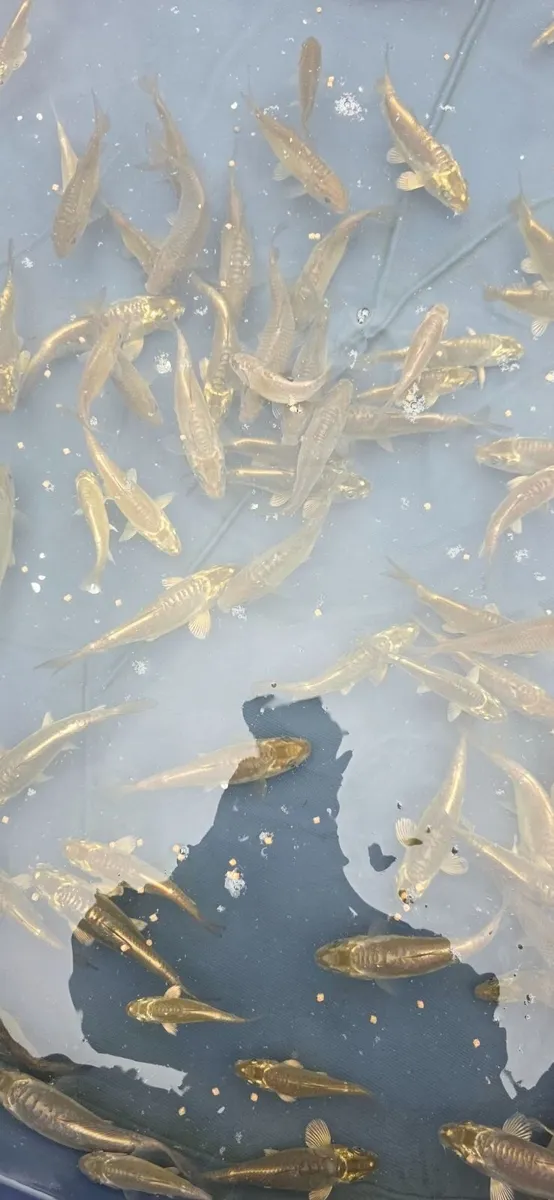 Mirror carp. Cammon  carp. Koi - Image 1