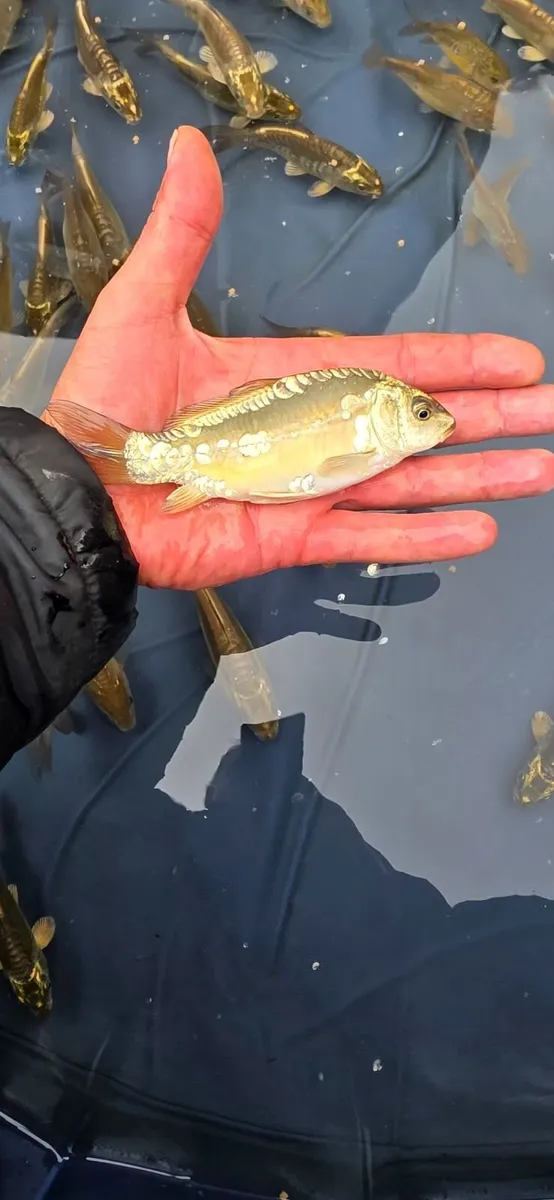 Mirror carp. Cammon  carp. Koi - Image 2