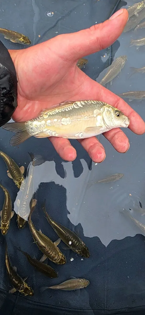 Mirror carp. Cammon  carp. Koi - Image 3