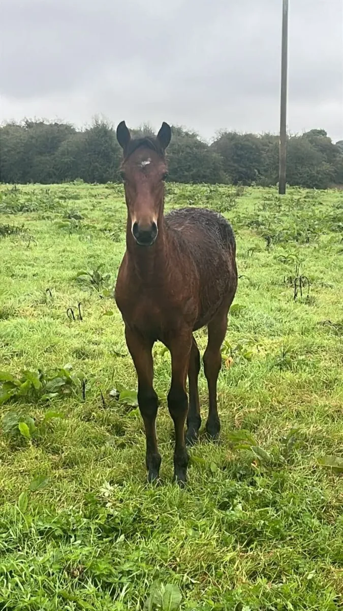 Connemara Colt Foals - Image 1