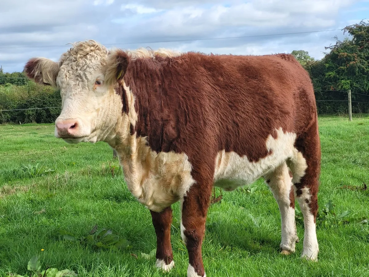 Cattle - Image 2