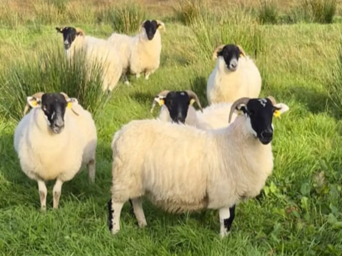 Six nice Hoggets - Image 1