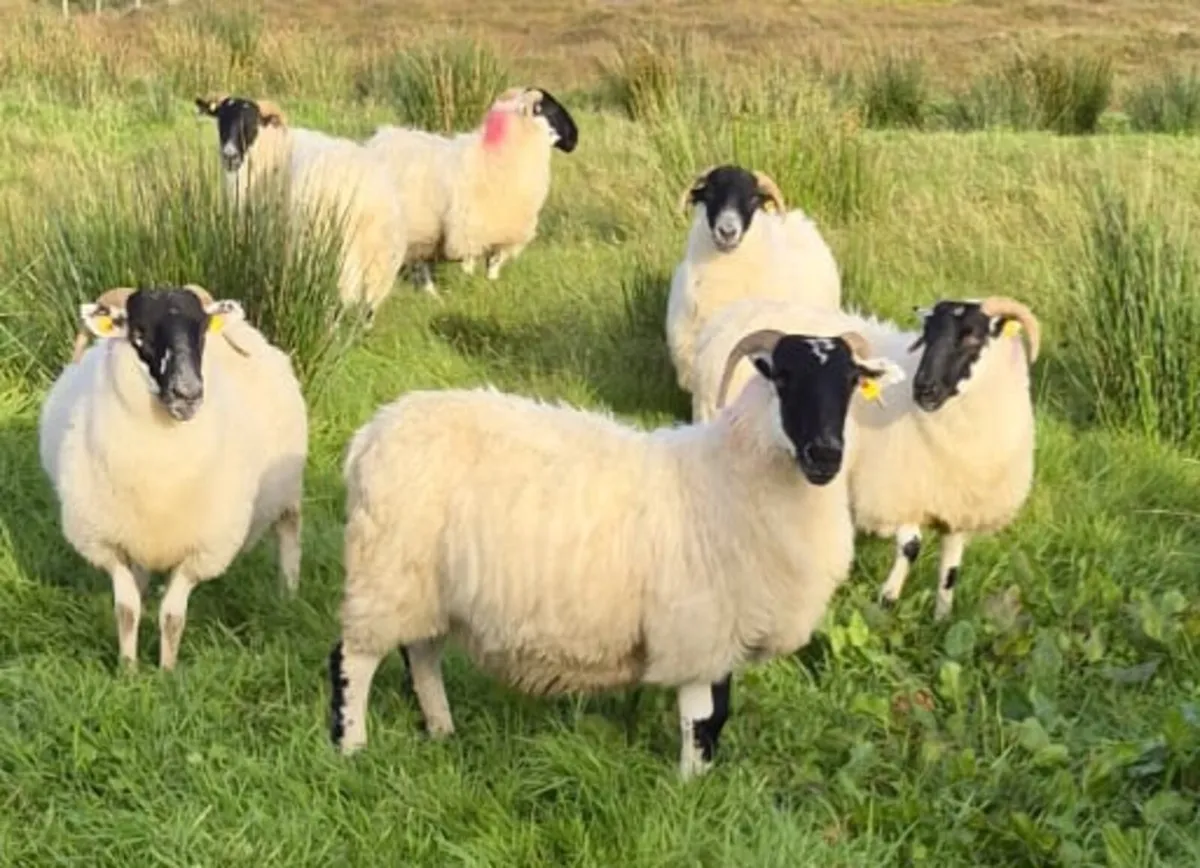 Six nice Hoggets - Image 2