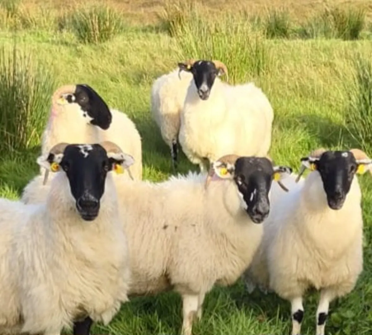 Six nice Hoggets - Image 3