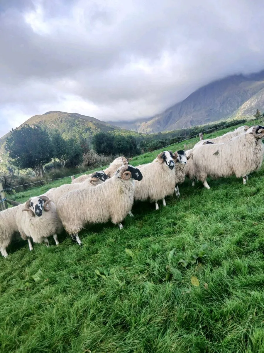 Hogget rams - Image 1