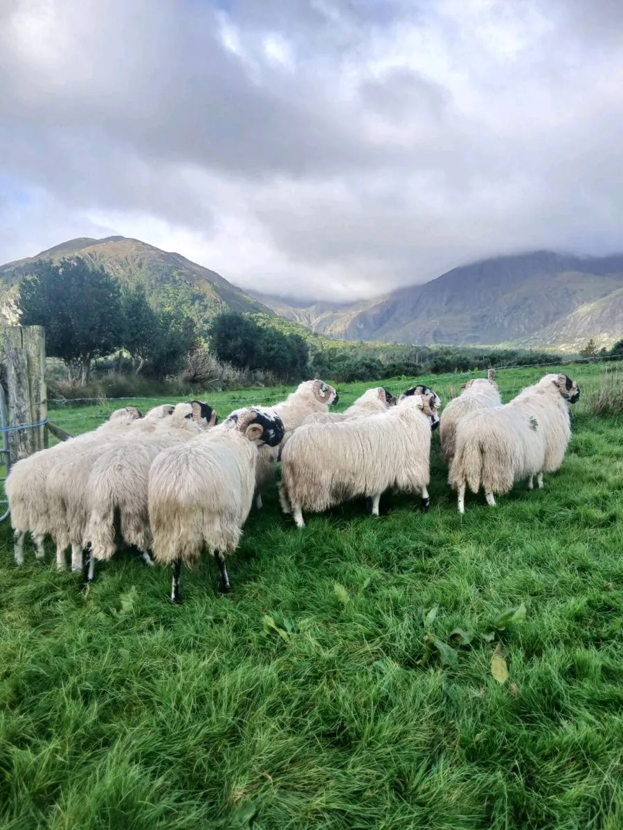 Hogget rams - Image 2