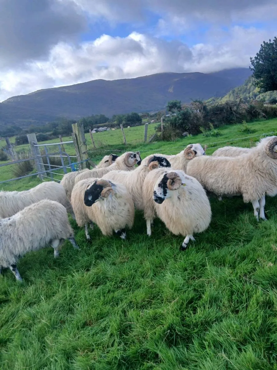 Hogget rams - Image 3
