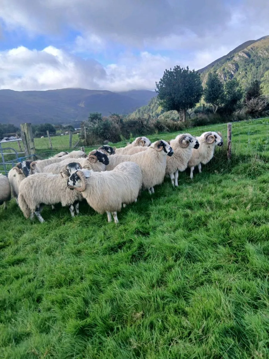 Hogget rams - Image 4