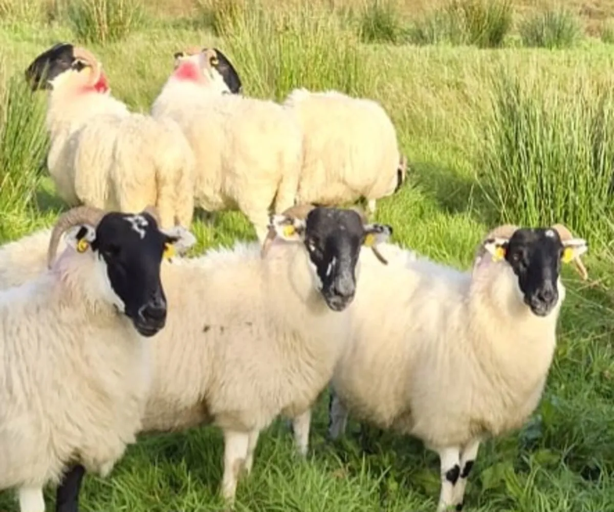 Six nice Hoggets - Image 4