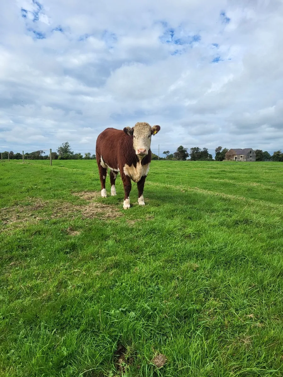 Cattle - Image 3