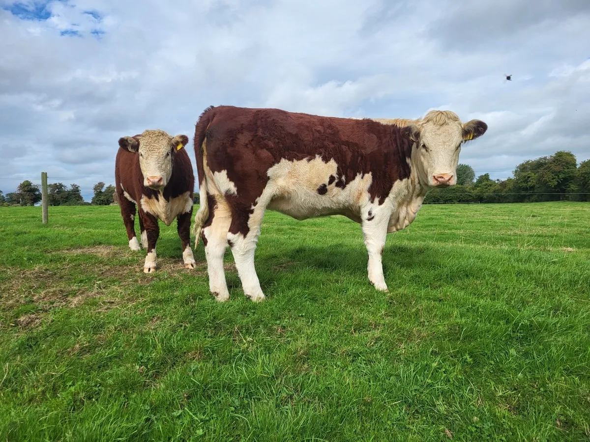 Cattle - Image 4