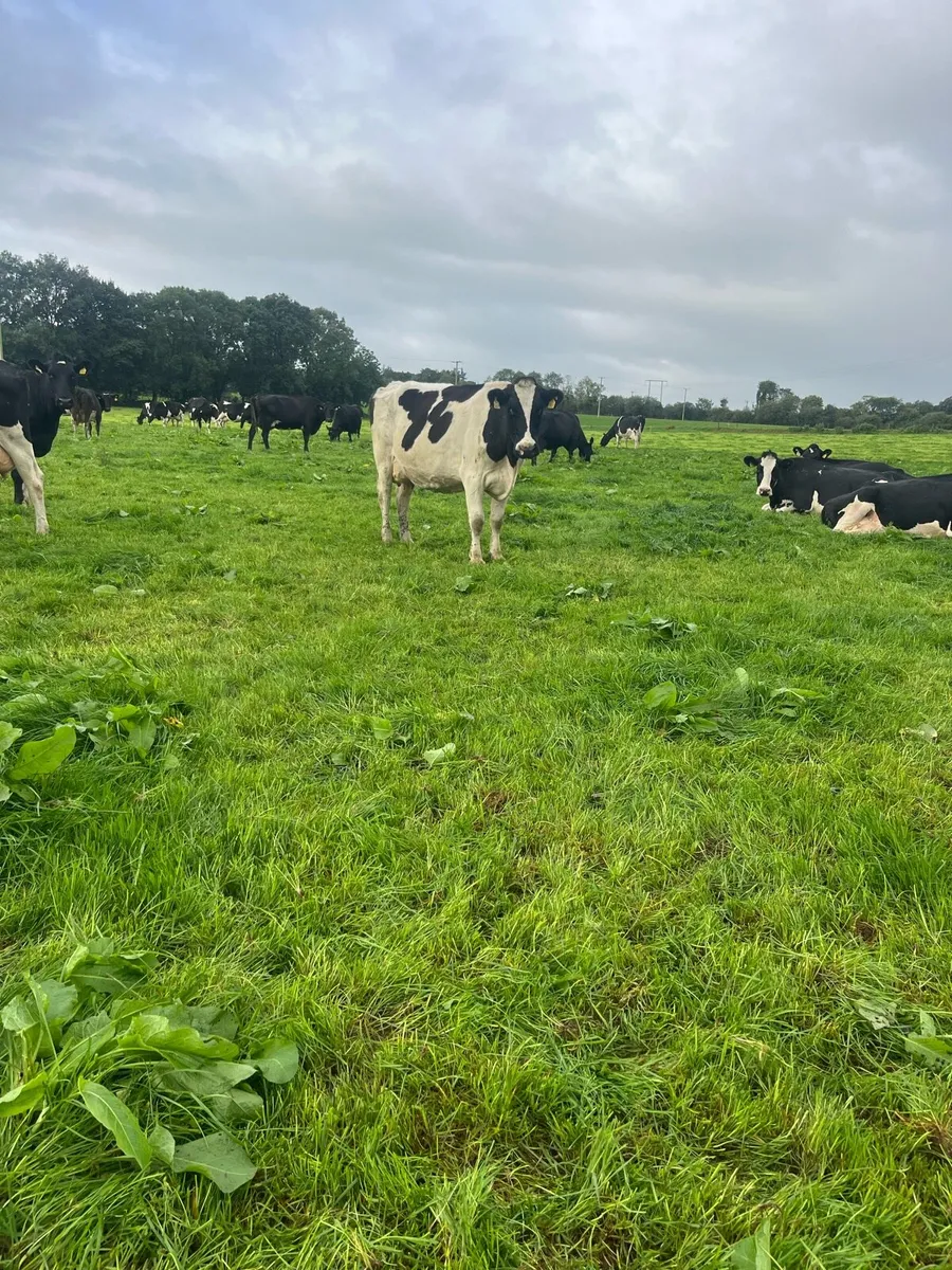Empty Dairy cows - Image 2