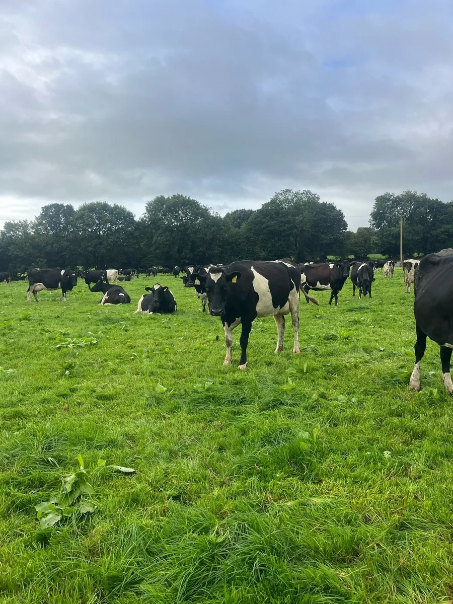 Empty Dairy cows - Image 3