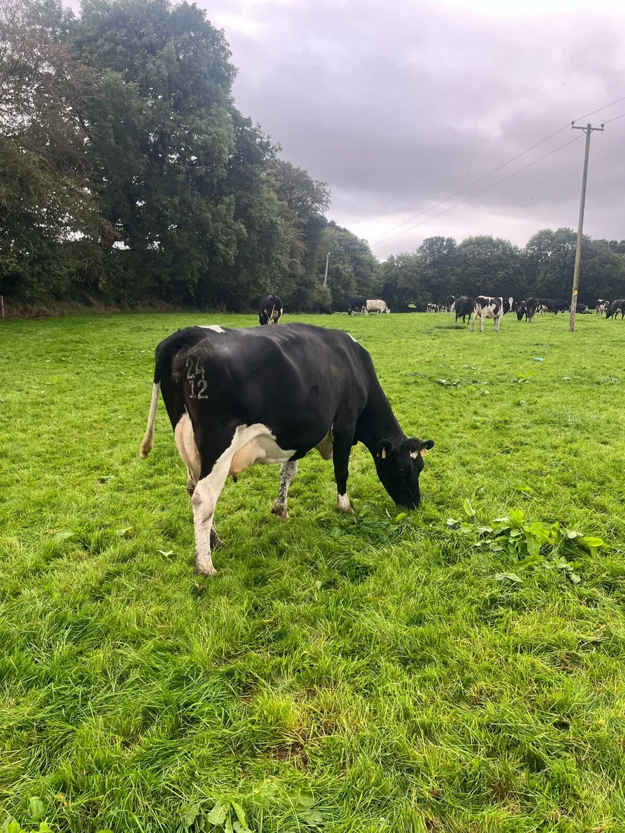 Empty Dairy cows - Image 1