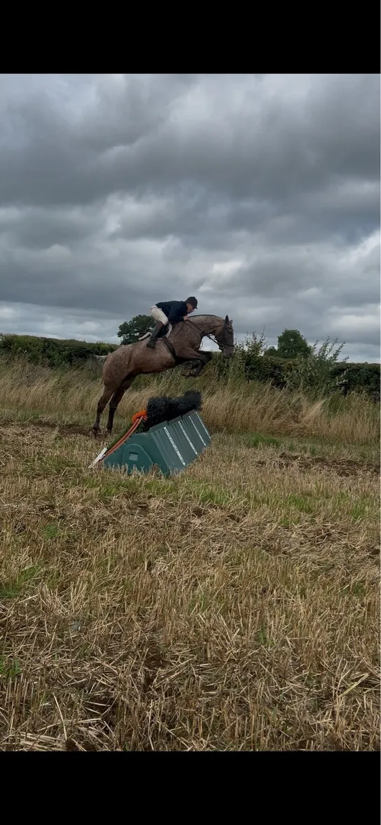 16.2hh | 4yo | Full breeding recorded - Image 2
